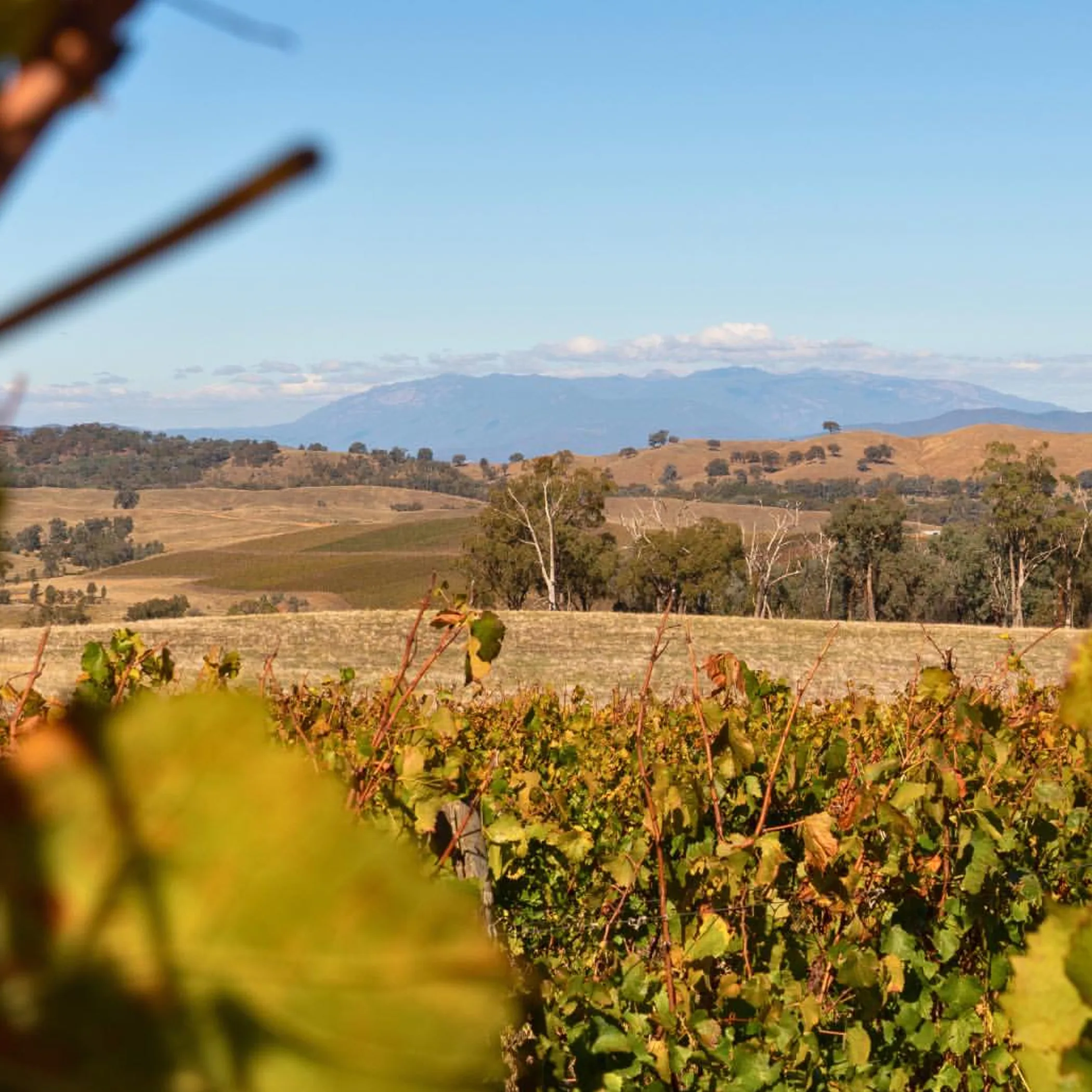 australian vineyards and mountainous terrain