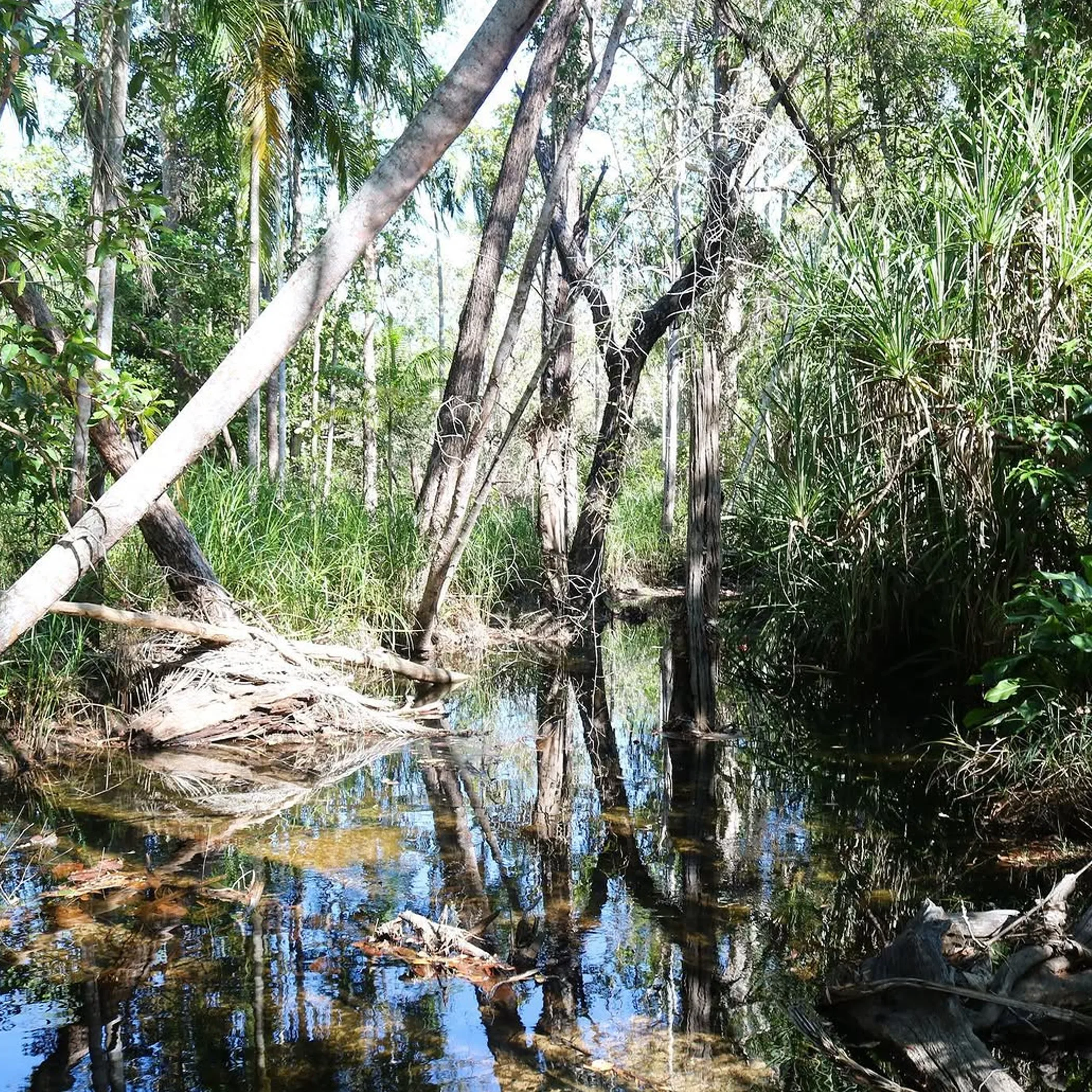tropical northern territory park waterway