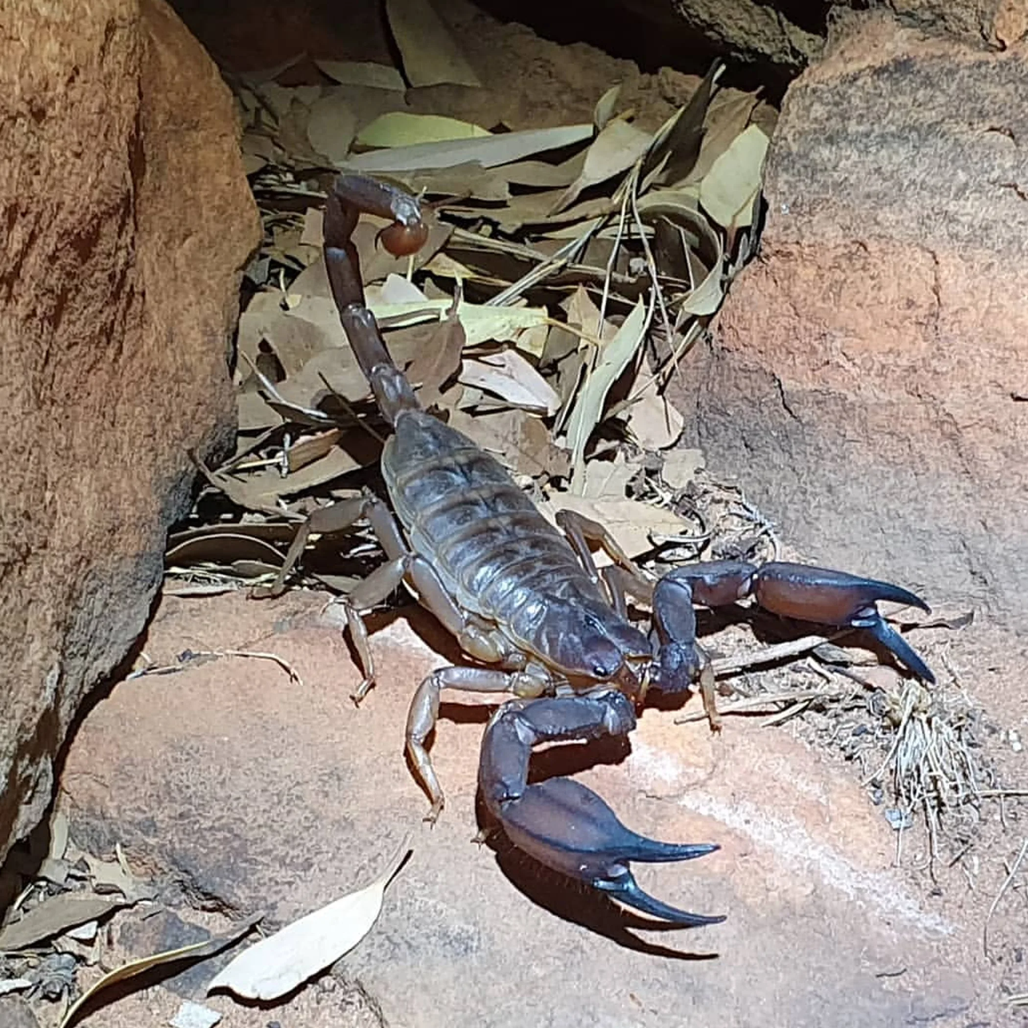 nocturnal desert wildlife and park precautions