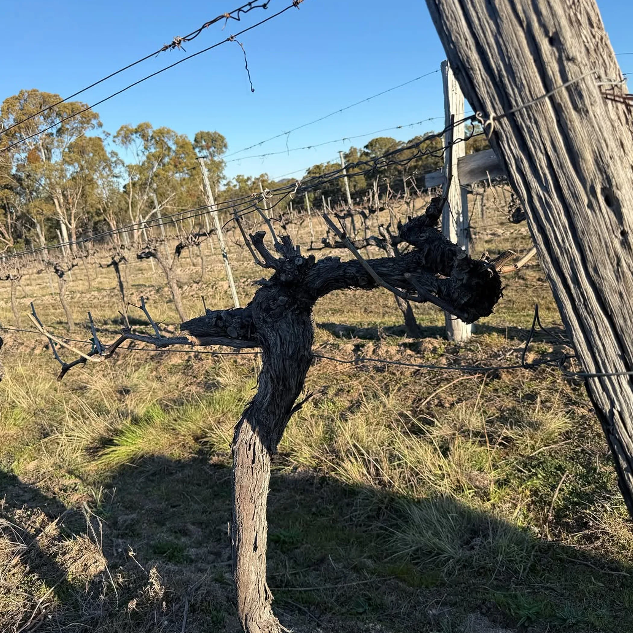 australian vineyard during pruning